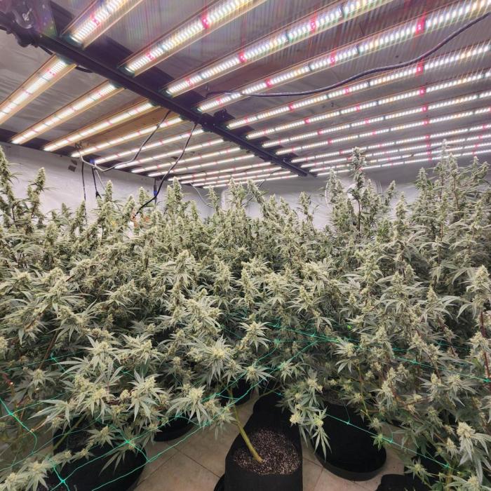 Nanna Glue. Week 10