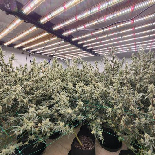 Nana Glue. Week 10