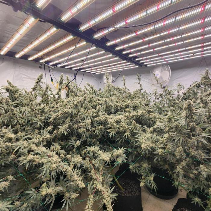 Nanna Glue. Week 11