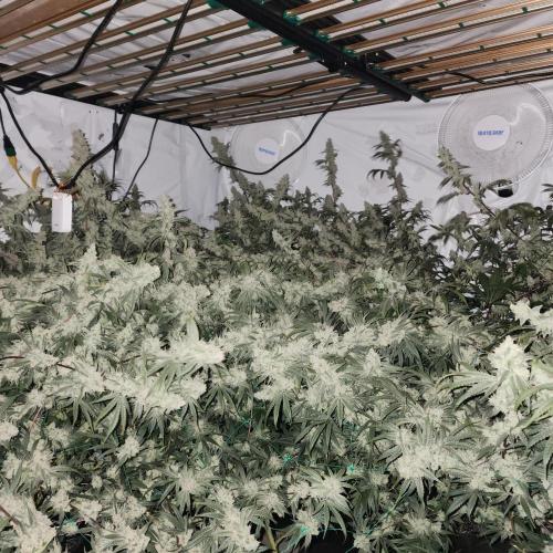 Nana Glue. Week 12