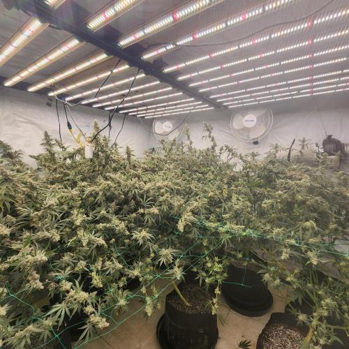 Nanna Glue. Week 13