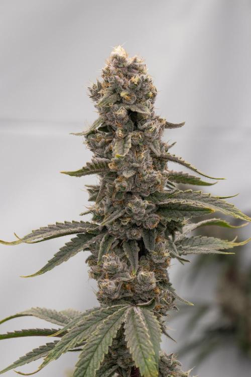 Nanna Glue. Week 13