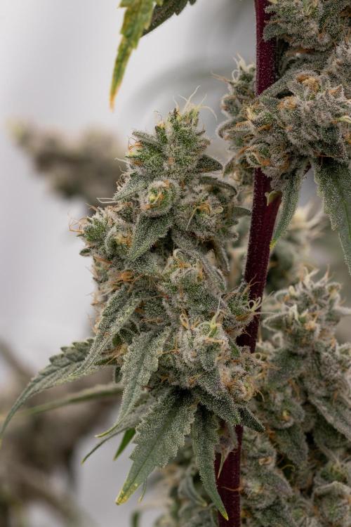 Nanna Glue. Week 13