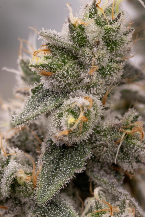 Nanna Glue. Week 13