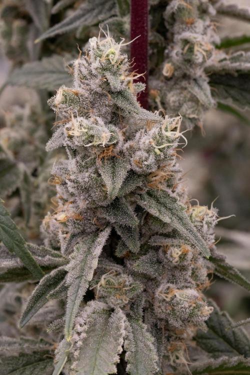 Nanna Glue. Week 13