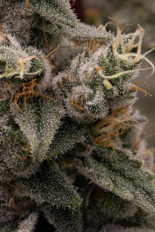 Nanna Glue. Week 13