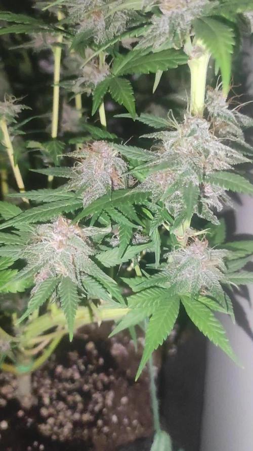 Fast Flowering 4 Difference