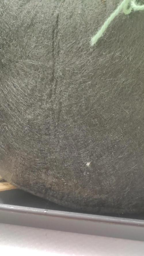 Fast Flowering 4 Difference