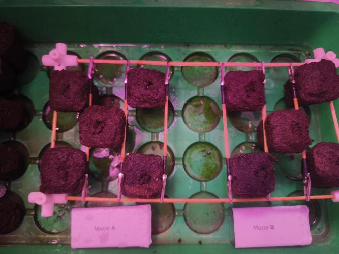 Mazar A et Mazar B. Week 0