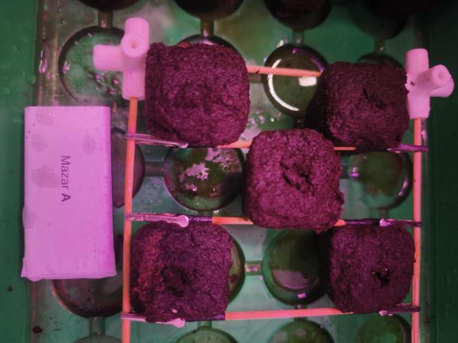 Mazar A et Mazar B. Week 0