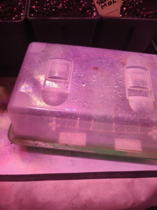 Mazar A et Mazar B. Week 0