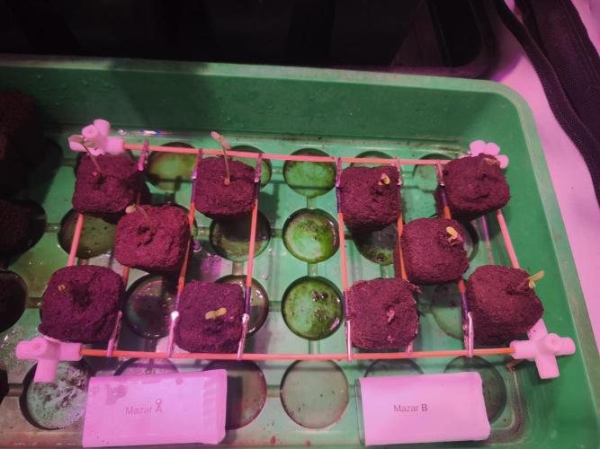 Mazar A et Mazar B. Week 0