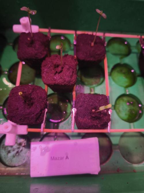 Mazar A et Mazar B. Week 0