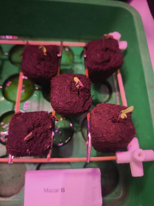 Mazar A et Mazar B. Week 0