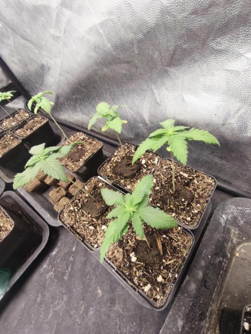 Mazar A et Mazar B. Week 1 - Mazar B