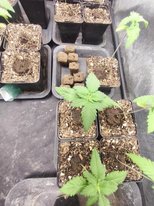 Mazar A et Mazar B. Week 1 - Mazar B