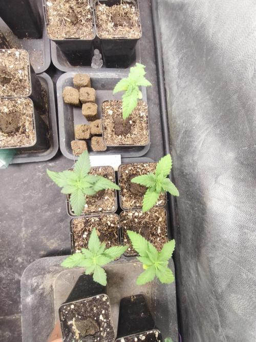 Mazar A et Mazar B. Week 1 - Mazar B