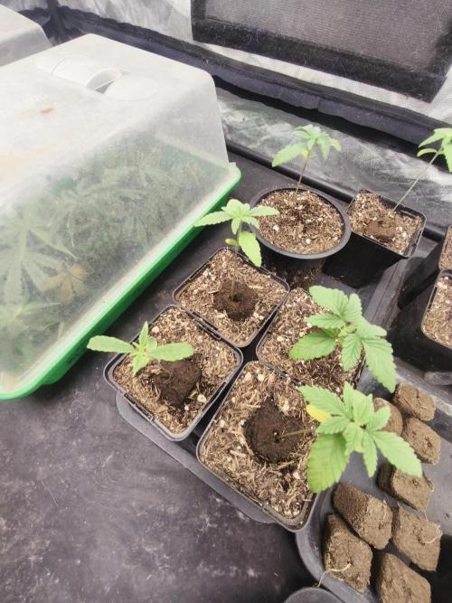 Mazar A et Mazar B. Week 1 - Mazar A