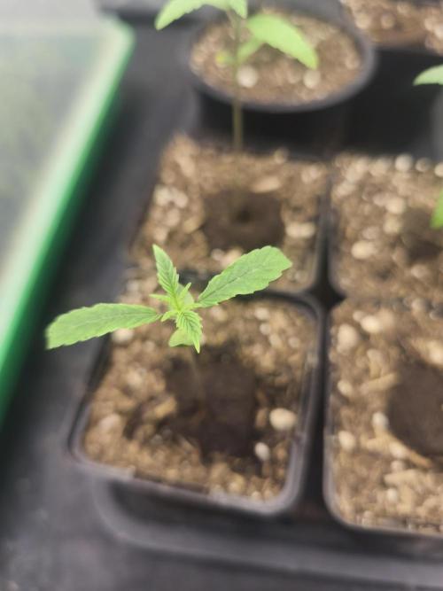 Mazar A et Mazar B. Week 1 - Mazar A