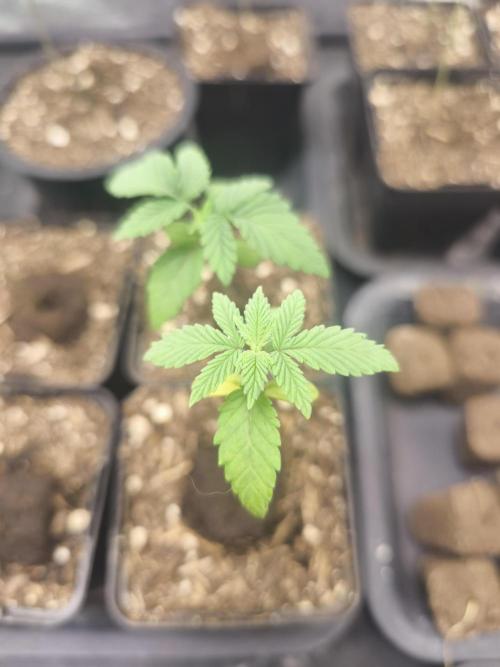 Mazar A et Mazar B. Week 1 - Mazar A