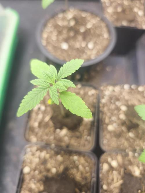 Mazar A et Mazar B. Week 1 - Mazar A