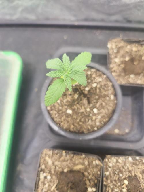 Mazar A et Mazar B. Week 1 - Mazar A