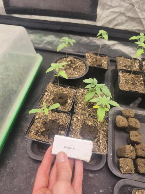 Mazar A et Mazar B. Week 1 - Mazar A