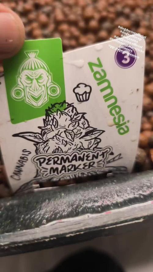 Dognabis#09P