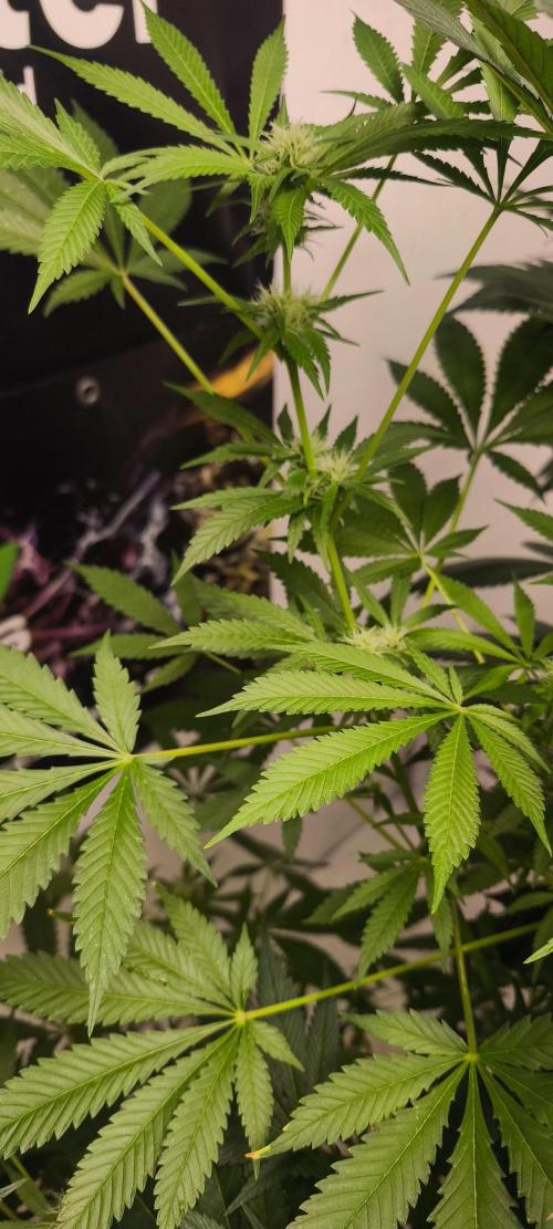 Dognabis#09P. Week 8