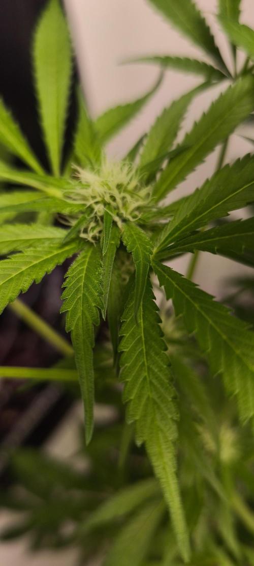 Dognabis#09P. Week 8