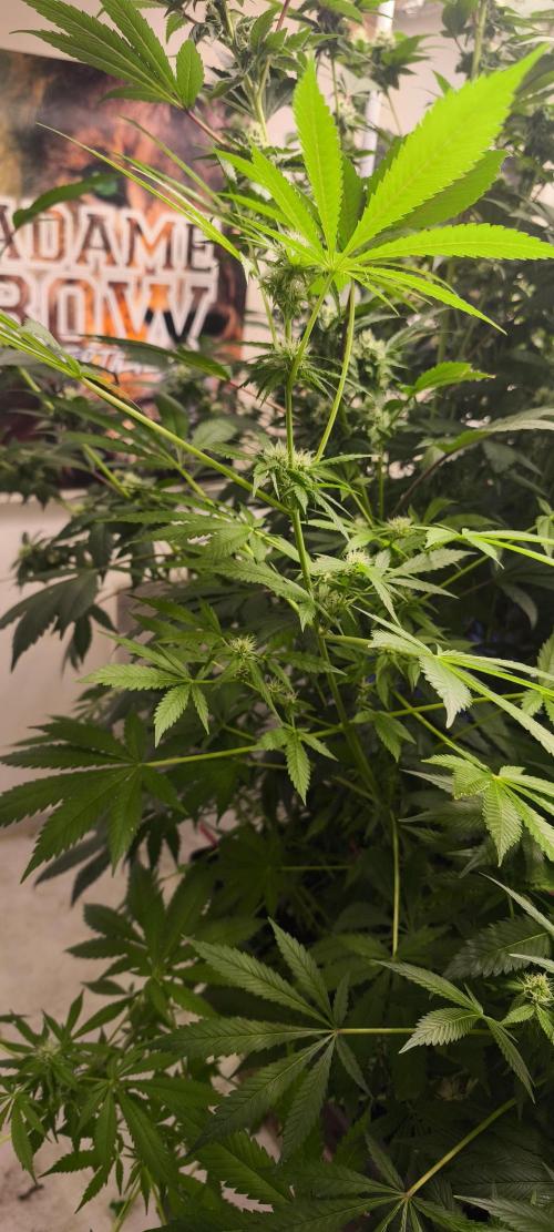 Dognabis#09P. Week 8