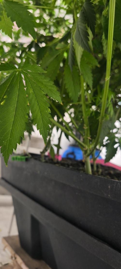 Dognabis#09P. Week 8