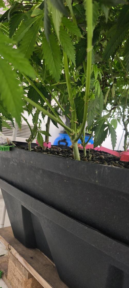 Dognabis#09P. Week 8