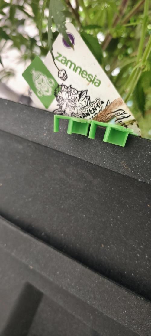 Dognabis#09P. Week 8