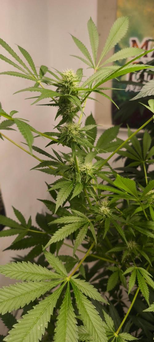 Dognabis#09P. Week 9