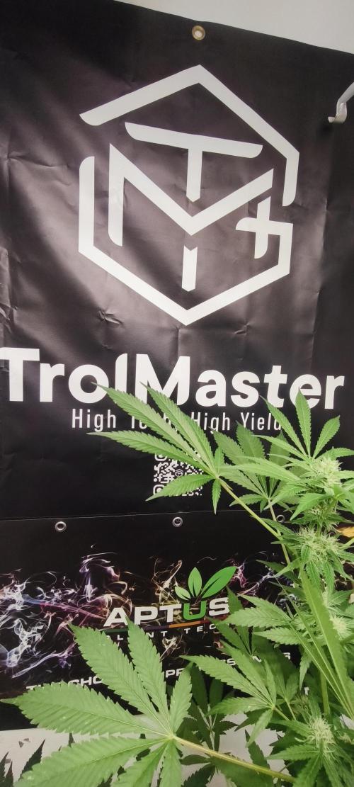 Dognabis#09P. Week 9