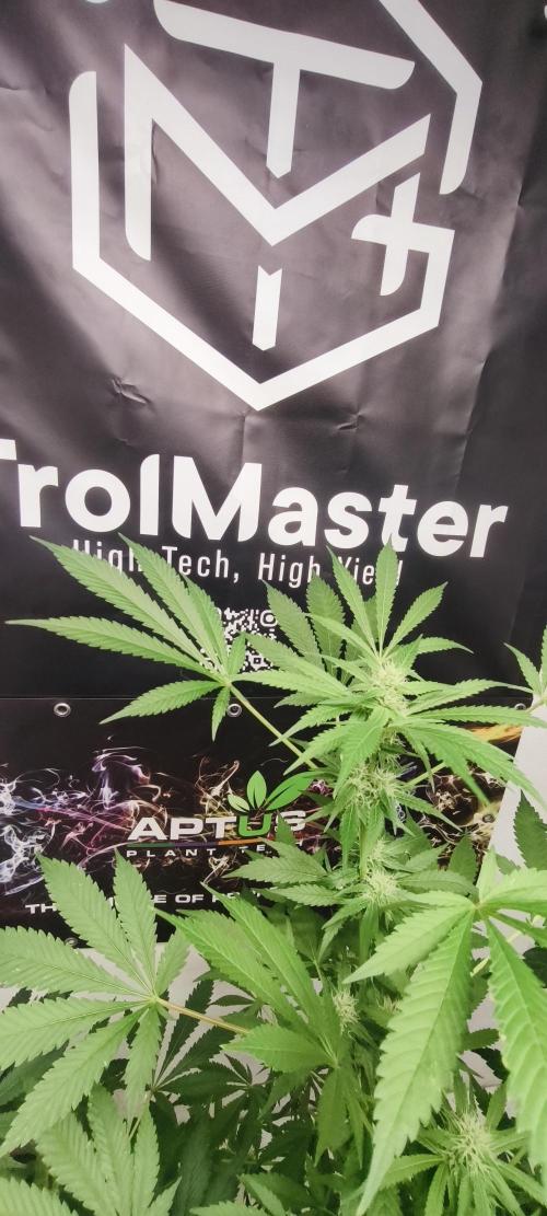 Dognabis#09P. Week 9