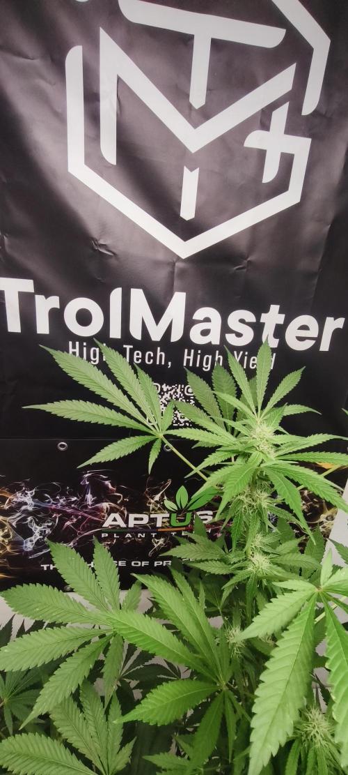 Dognabis#09P. Week 9