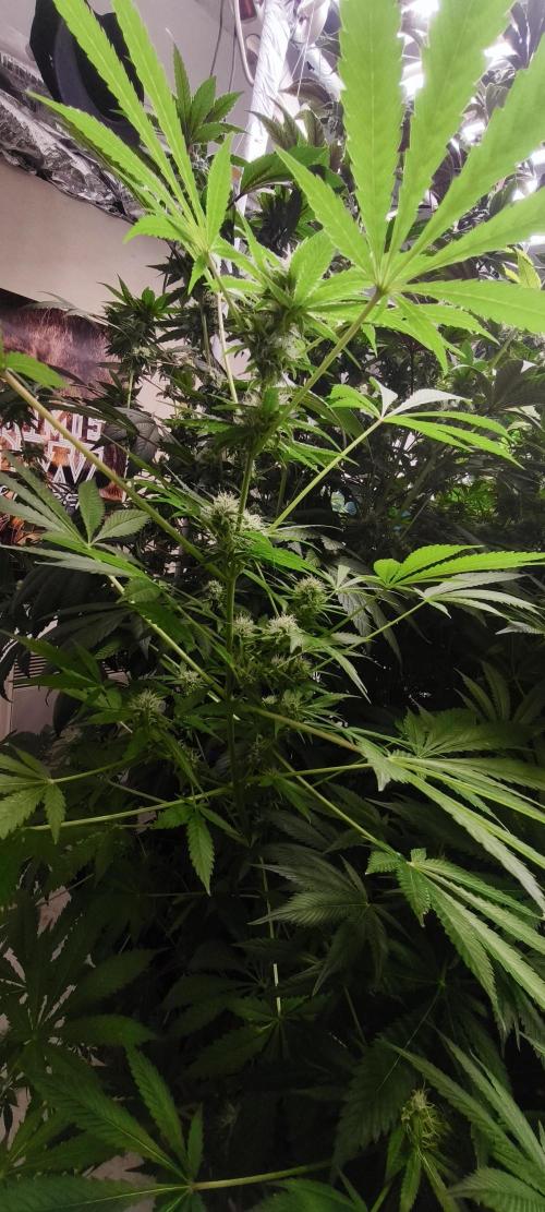 Dognabis#09P. Week 9