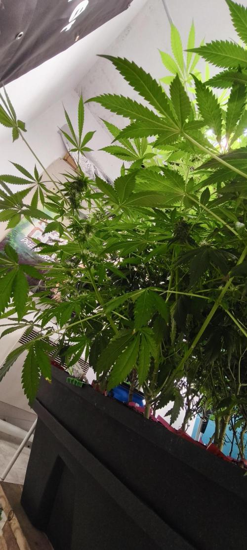 Dognabis#09P. Week 9