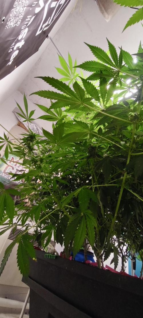 Dognabis#09P. Week 9