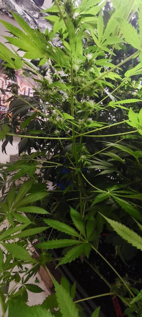 Dognabis#09P. Week 9