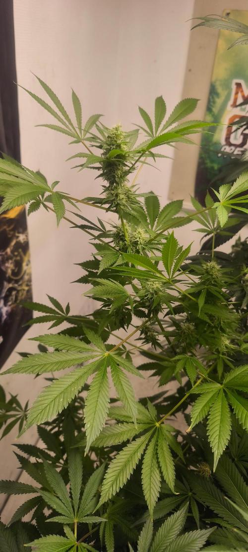 Dognabis#09P. Week 10