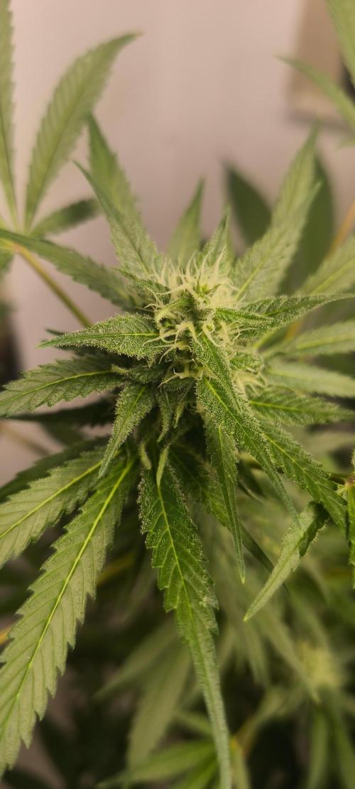 Dognabis#09P. Week 10