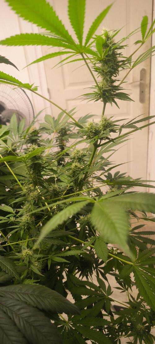 Dognabis#09P. Week 10