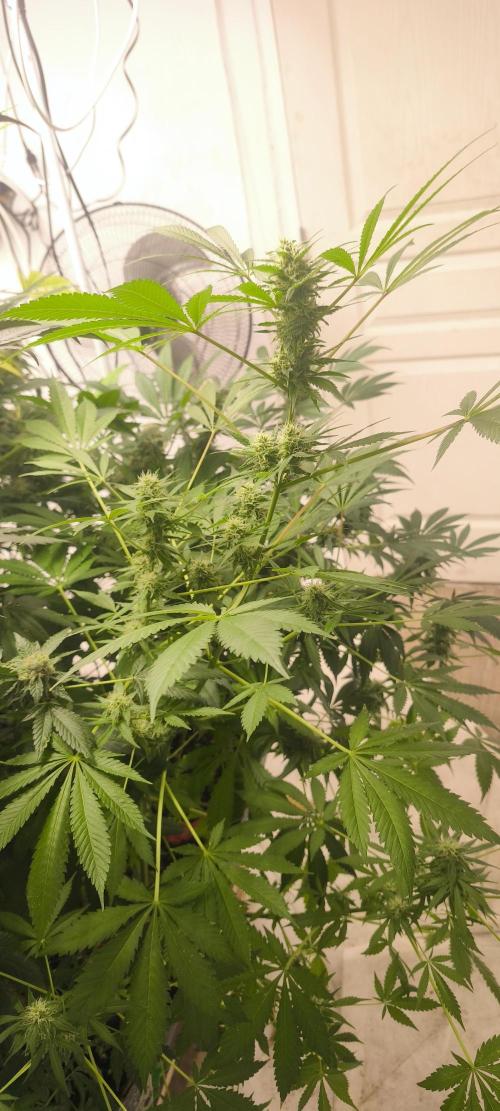 Dognabis#09P. Week 10