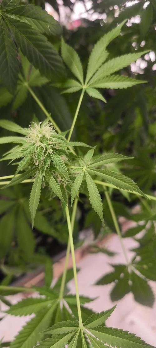 Dognabis#09P. Week 10