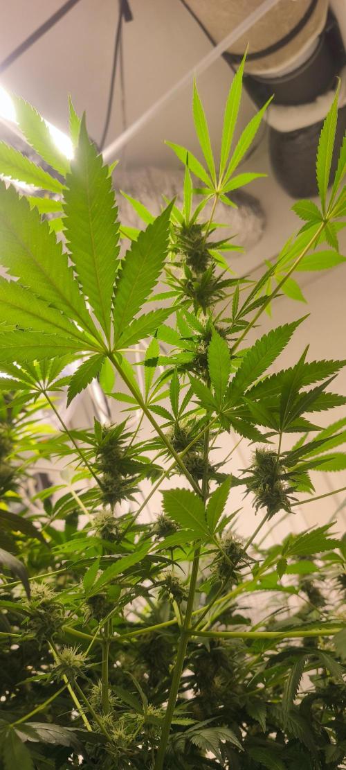 Dognabis#09P. Week 10