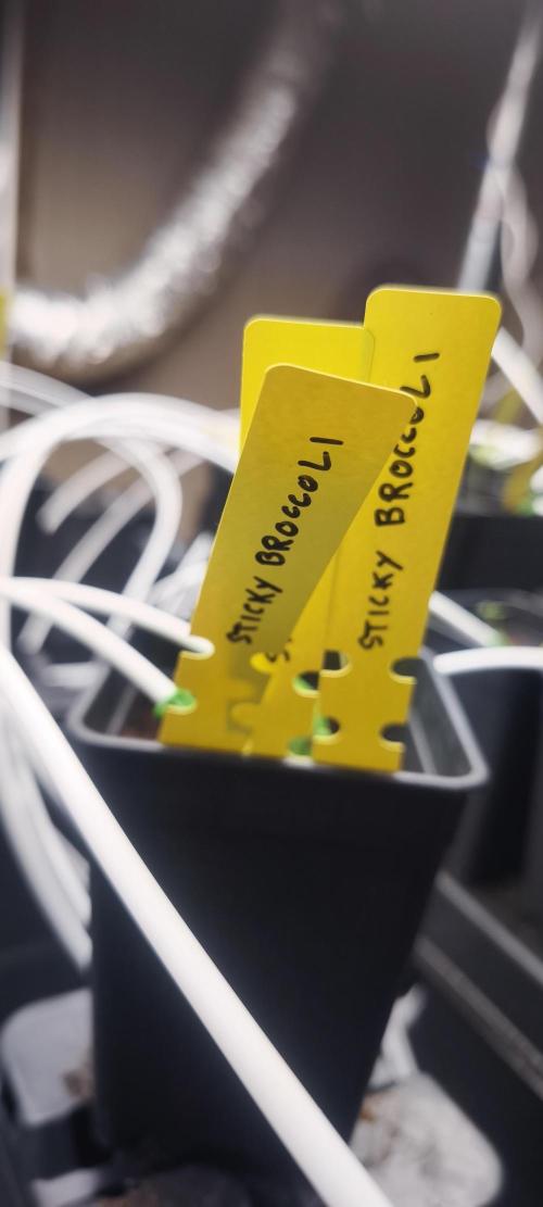 Sticky broccoli 🥦. Week 0