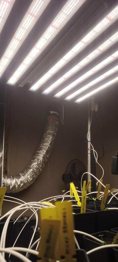 Sticky broccoli 🥦. Week 0